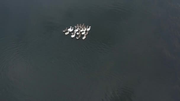 Вид зверху на зграю білих і сірих качок, що плавають на річці — стокове відео