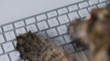Tabby cat is typing text on a computer keyboard