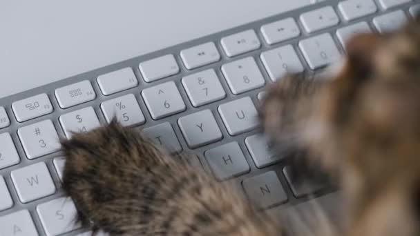 Tabby cat is typing text on a computer keyboard — 图库视频影像