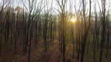 Fpv insansız hava aracı günbatımında bir sonbahar ormanında hızla ve manevra yapabilir.