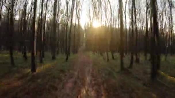 FPV drone flight quickly and maneuverable through an autumn forest at sunset — Stockvideo