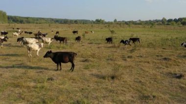 Otlayan ineklerle bir çayırın üzerinde uçmak