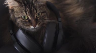 Cute tabby domestic cat in headphones listens to music. Funny video