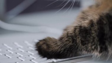 Tabby cat is typing text on a computer keyboard