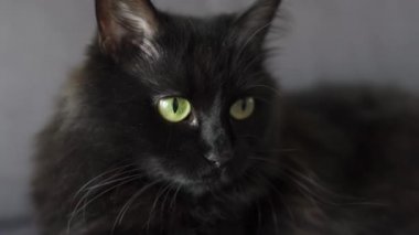 Yeşil gözlü siyah kabarık kedi portresi kadar kapatın. Cadılar Bayramı sembolü