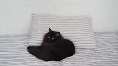 Black cat lies in bed and looks around, head on a pillow. Halloween symbol
