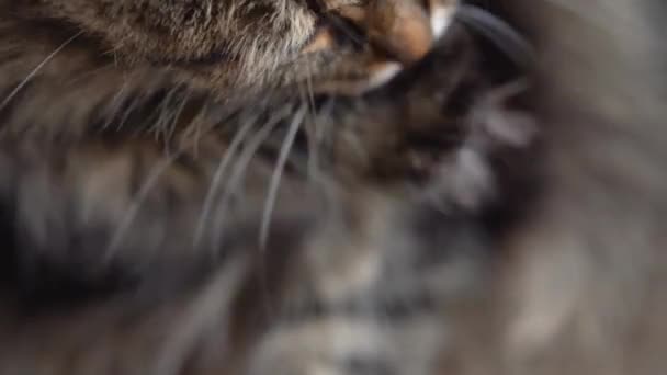 Lindo gato doméstico tabby lavando de cerca. Movimiento lento — Vídeos de Stock