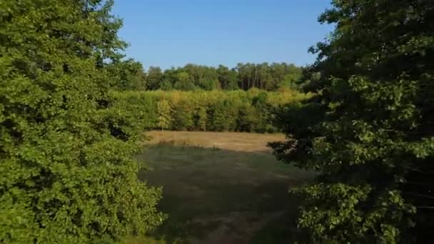 Vista aérea da bela paisagem - floresta decídua verde e céu claro — Vídeo de Stock