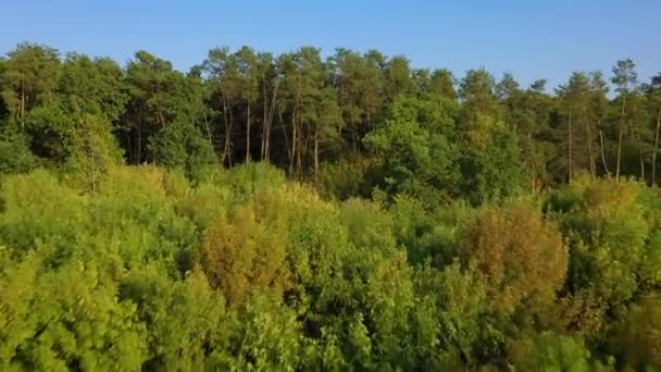 Flygfoto över det vackra landskapet - grön lövskog och klar himmel — Stockvideo