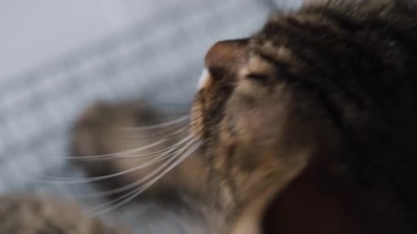 Табби-кот набирает текст на клавиатуре компьютера — стоковое видео