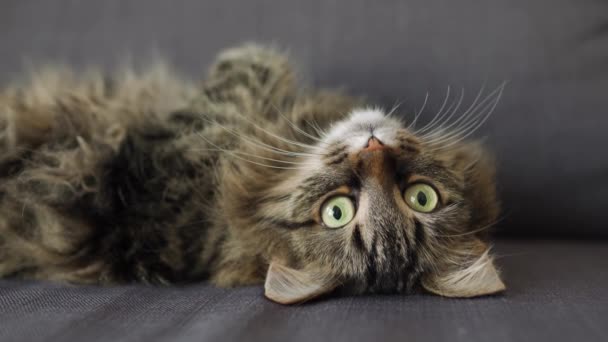 Schattig tabby huiselijke kat ligt op zijn rug en kijkt naar het object achter de schermen — Stockvideo