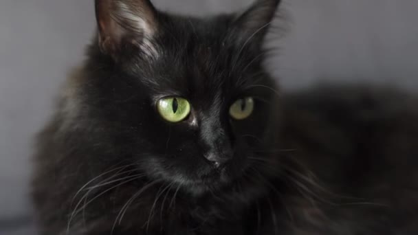 Portrait rapproché d'un chat moelleux noir aux yeux verts. Symbole Halloween 