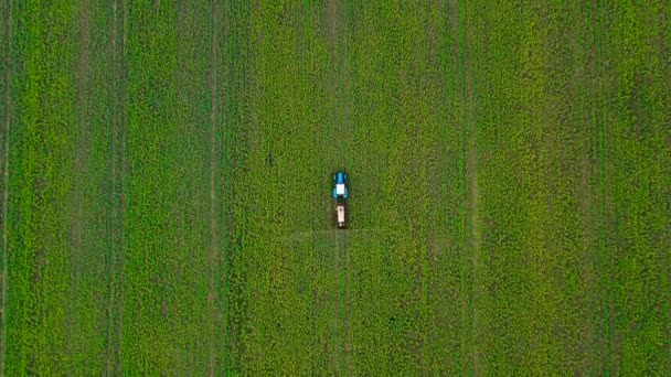 Vista superior del tractor pulveriza fertilizante en plantas agrícolas en el campo de colza — Vídeo de stock