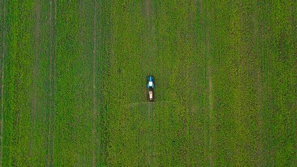 菜種畑の農業植物におけるトラクタースプレー肥料のトップビュー — ストック動画