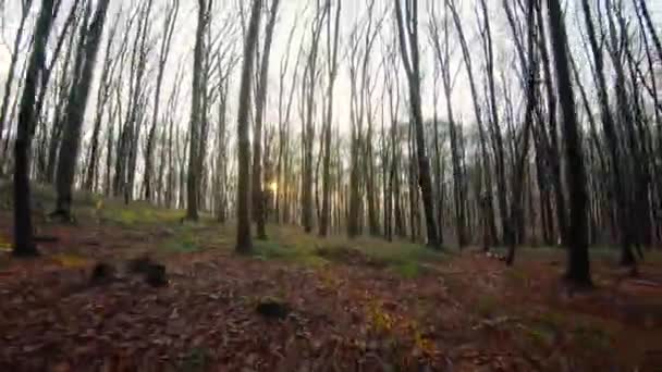 Беспилотник FPV летит быстро и маневренно через осенний лес на закате — стоковое видео
