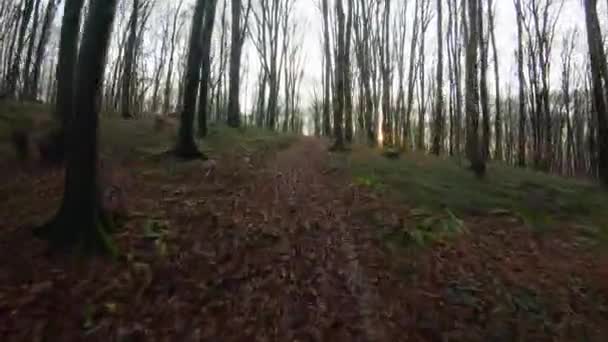 Беспилотник FPV летит быстро и маневренно через осенний лес на закате — стоковое видео