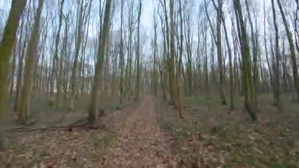 Fpv drönare flygning snabbt och manövreras genom skogen i början av våren — Stockvideo