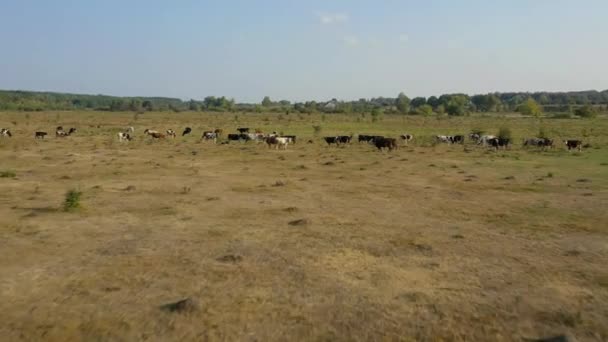 Flying over a meadow with grazing cows — Stock Video