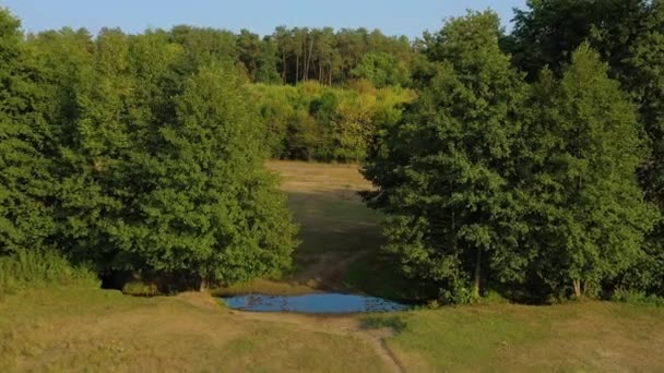 Veduta aerea del bellissimo paesaggio verde foresta decidua e cielo limpido — Video Stock