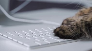 Tabby cat is typing text on a computer keyboard