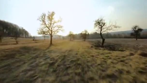 FPV dron rápidamente y moscas maniobrables entre los árboles en el campo al atardecer — Vídeo de stock