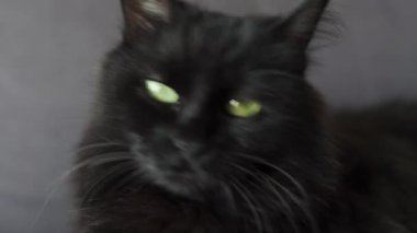 Yeşil gözlü siyah kabarık kedi portresi kadar kapatın. Cadılar Bayramı sembolü