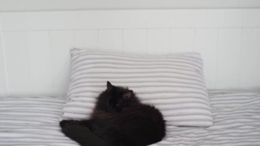 Kara kedi yatakta, kafası yastıkta yatıyor. Cadılar Bayramı sembolü