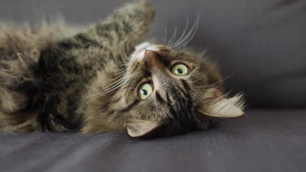 Schattig tabby huiselijke kat ligt op zijn rug en kijkt naar het object achter de schermen — Stockvideo