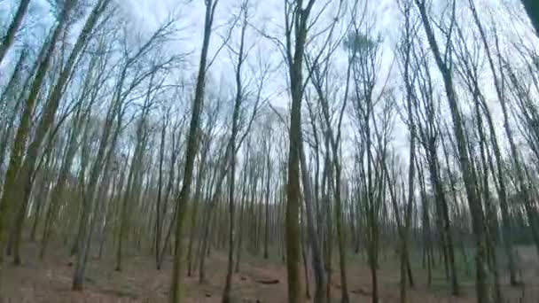 FPV drone vlucht door het bos in het vroege voorjaar — Stockvideo