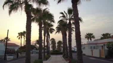 Gün batımında tropikal palmiye geçidinde kamera hareketi. Tenerife, Kanarya Adaları, İspanya