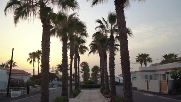 Movimento della telecamera attraverso il vicolo delle palme tropicali al tramonto. Tenerife, Isole Canarie, Spagna — Video Stock