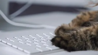 Tabby cat is typing text on a computer keyboard