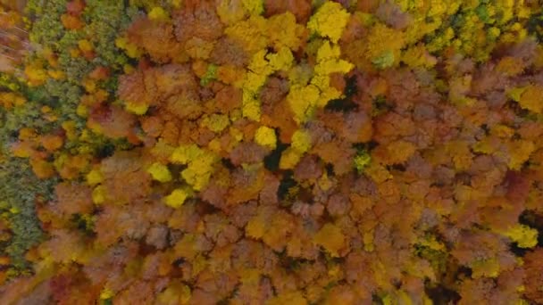 Blick von der Höhe auf einen hellen Herbstwald als Hintergrund — Stockvideo