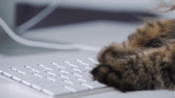 Tabby cat is typing text on a computer keyboard — ストック動画