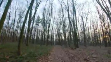 FPV insansız hava aracı günbatımında sonbahar veya bahar ormanlarında hızlı ve manevra yapabilir.
