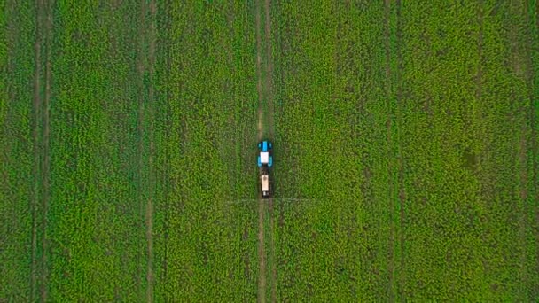 Vista superior del tractor pulveriza fertilizante en plantas agrícolas en el campo de colza — Vídeos de Stock