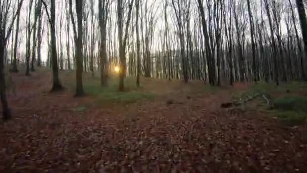 Vuelo con drones FPV rápido y maniobrable a través de un bosque de otoño o primavera al atardecer — Vídeos de Stock