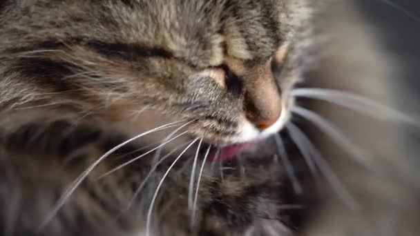 Gato doméstico bonito tabby lavar a louça de perto. Movimento lento — Vídeo de Stock