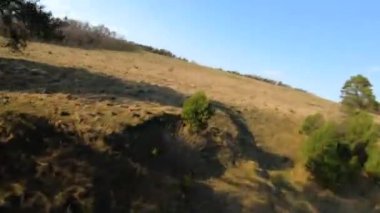 FPV insansız hava aracı güneşli bir bahar gününde ağaçların ve çayırların etrafında hızlı ve manevra yapabiliyor.