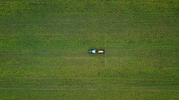 Top view of tractor sprays fertilizer on agricultural plants on the rapeseed field — Stock Video