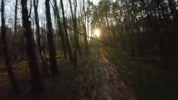 Voo de drone FPV rápido e manobrável através de uma floresta de outono ou primavera ao pôr do sol — Vídeo de Stock
