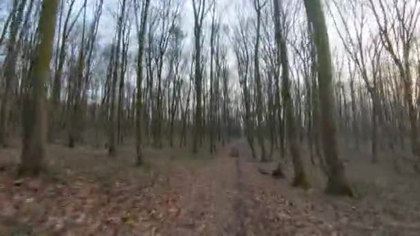 FPV drone flight quickly and maneuverable through an autumn or spring forest at sunset — Stock Video