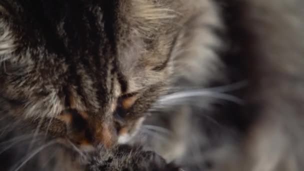 Söt tabby inhemsk katt tvätta upp närbild. Slow motion — Stockvideo