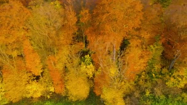 Kilátás a magasból egy fényes sárga őszi erdőben — Stock videók