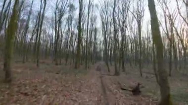 FPV insansız hava aracı günbatımında sonbahar veya bahar ormanlarında hızlı ve manevra yapabilir.