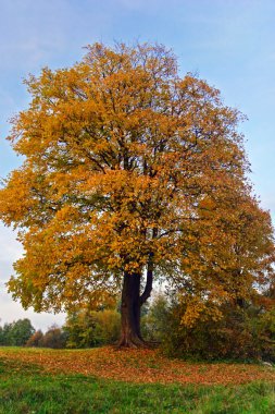 sonbahar ağaç manzara