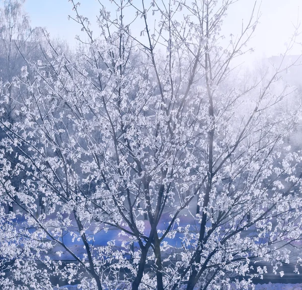 Branch of the snowy tree — Stock Photo, Image