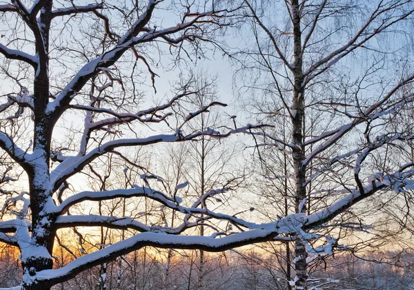 Zonsondergang in de prachtige winter — Stockfoto