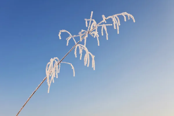 在阳光下冻的草 — 图库照片