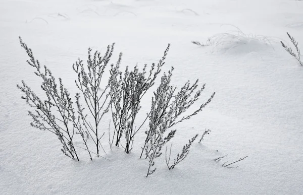 Bevroren gras in zon — Stockfoto